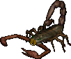 A scorpion.png