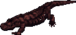 A lava lizard.png